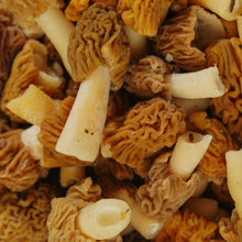 Morilles